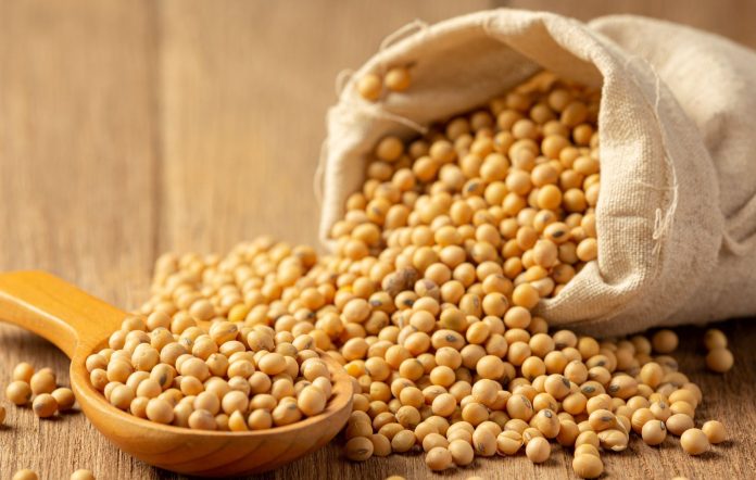 soybean